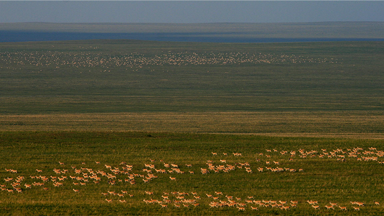 Riesige Gazellenherden in der Weite der mongolischen Steppe
