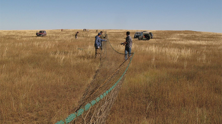 Wissenschaftler und Helfer stellen in der mongolischen Steppe Fangnetze auf