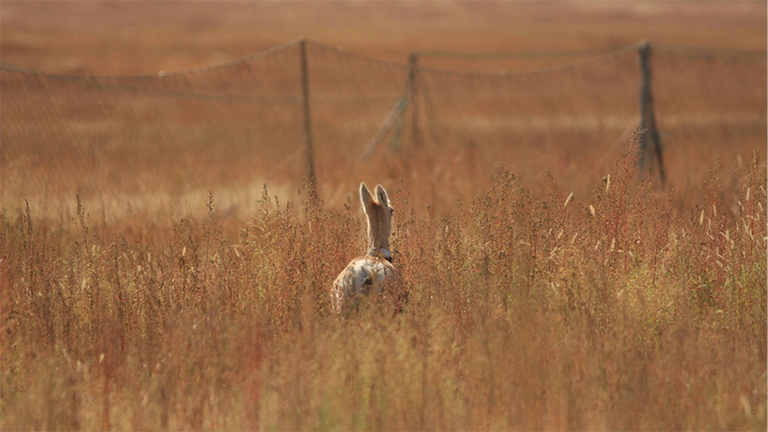 Eine mongolische Gazelle läuft auf einen Fangzaun zu.