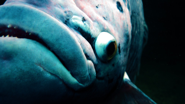 Die Nahaufnahme eines Fisches.