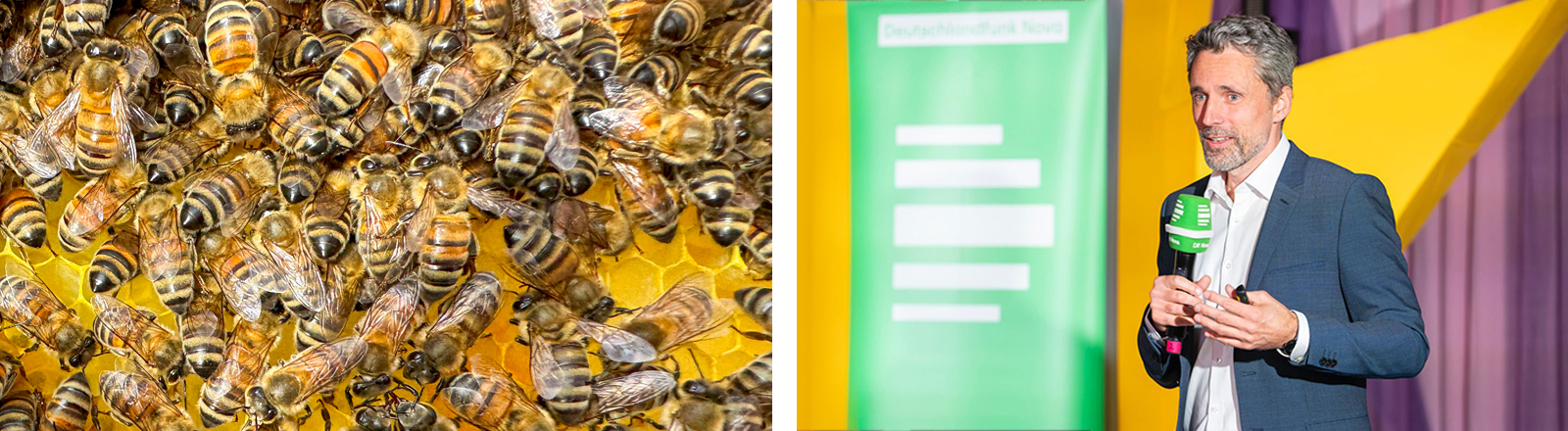 Collage aus zwei Bildern: Links sieht man viele Bienen auf einer Wabe, rechts den Informatiker Tim Landgraf bei einem Vortrag für den Deutschlandfunk-Nova-Podcast 'Hörsaal' im Rahmen des Silbersalz Science & Media Festivals 2025.