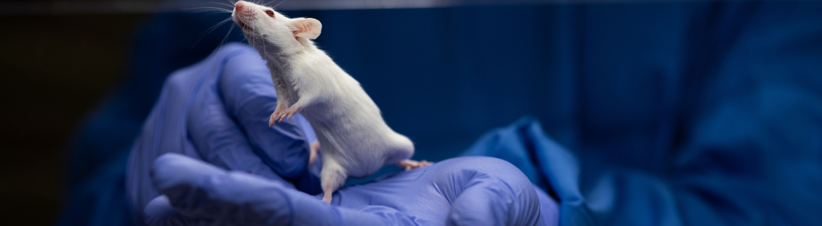 Eine Labormaus bei der Arbeit