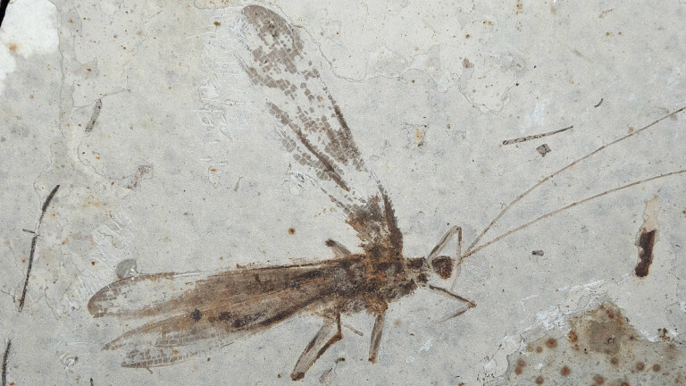 Versteinerte Laubheuschrecke