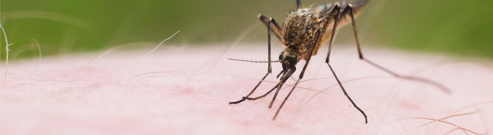 Erschlagen kann eine Lösung sein: Mücke beim Blutsaugen in den polnischen Masuren