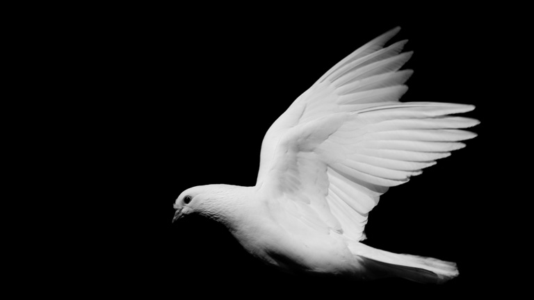 Fliegende Friedenstaube