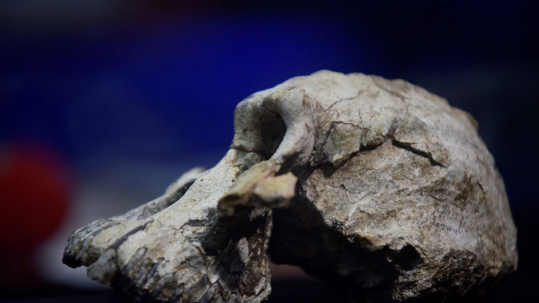 Der Schädelknochen eines Australopithecus anamensis.