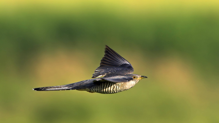 Kuckuck (Cuculus canorus) im Flug