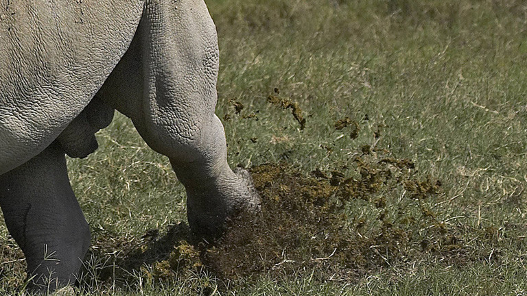 Breitmaulnashorn