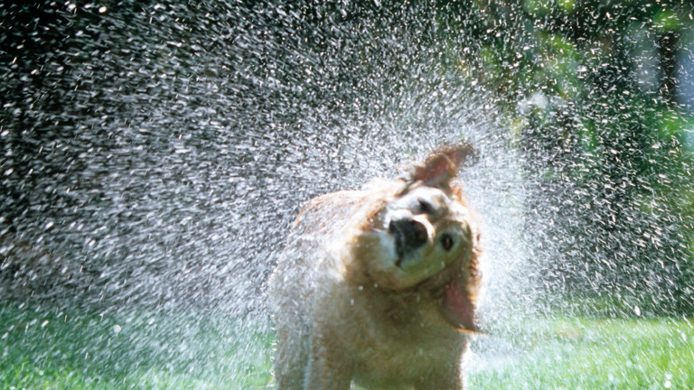 Geruch Warum nasse Hunde stinken · Dlf Nova