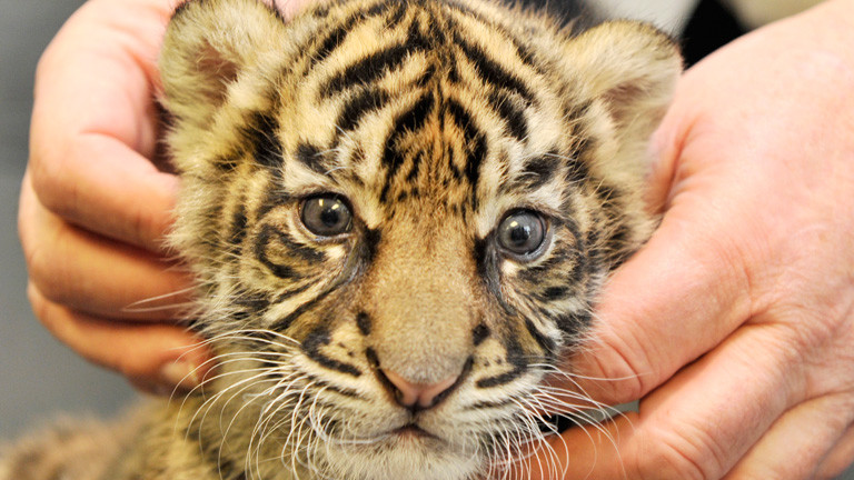 Tiger Und Lowen Halten In Deutschland Prinzipiell Moglich Dlf Nova