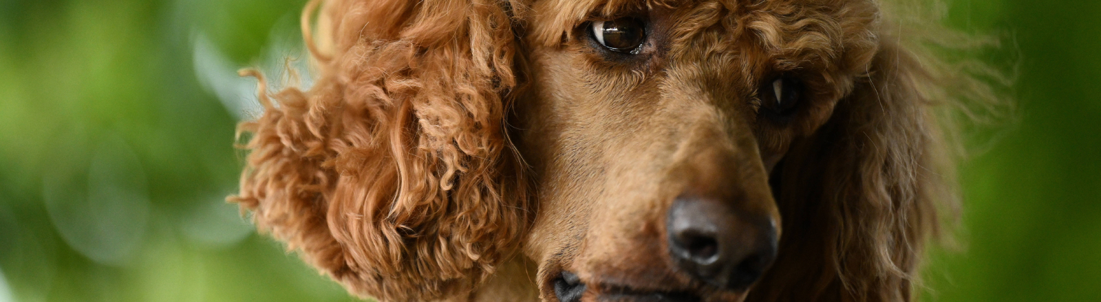 Ein Therapie-Pudel bei der Arbeit nachdem ein Auto im australischen Victoria im November 2023 in einen Pub gefahren war.