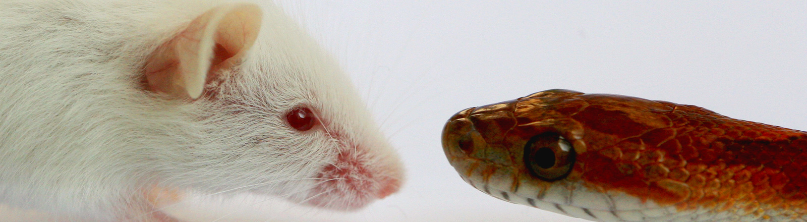 Futtermause Entscheidung Uber Schlangen Futter Dlf Nova