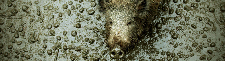 Ein Wildschwein guckt freundlich in eine Kamera.