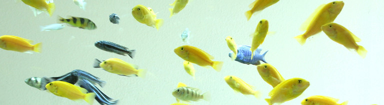 Ein Schwarm gelber Fische und Zebrafische in einem Aquarium