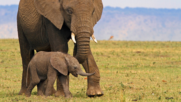 In einem Nationalpark in Nairobi steht ein Elefanten Weibchen, direkt davor ein Jungtier.