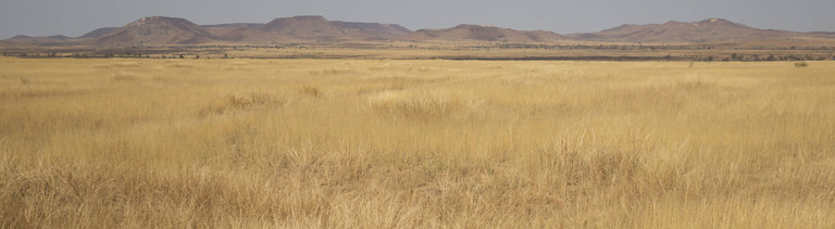 Afrikanische Savanne
