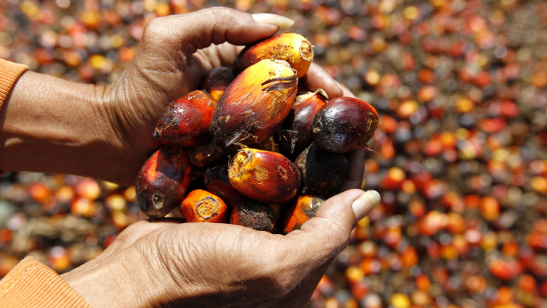 Was Ist An Palmöl Schlecht Palmöl: Auch nachhaltiger Anbau ist schlecht · Dlf Nova
