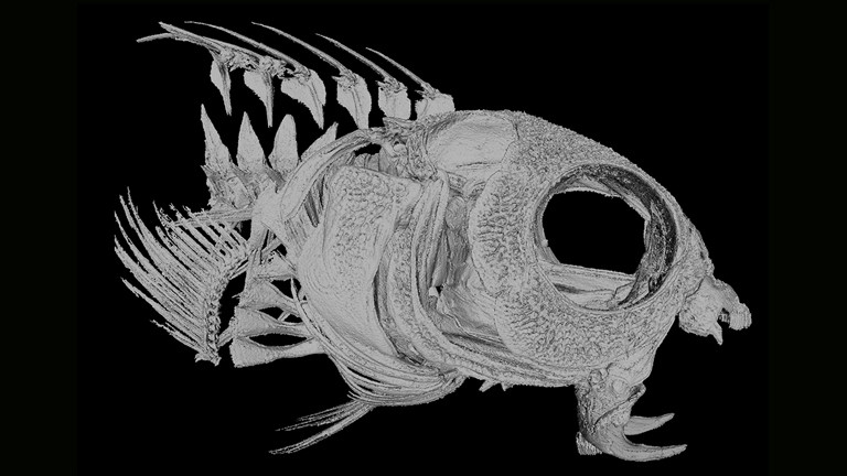 Skelett vom Säbelzahn-Schleimfisch