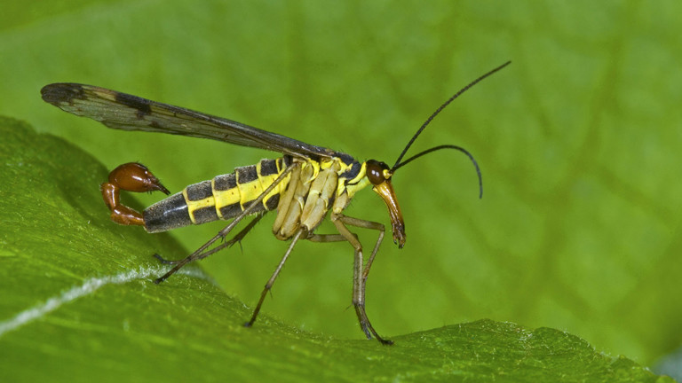 Gemeine Skorpionsfliege