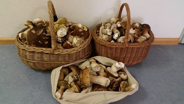 zwei Körbe und einen Leinentasche gefüllt mit Steinpilzen.