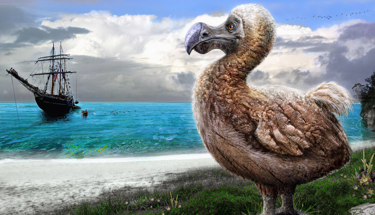Dodo Ausgestorbene Riesentaube Auf Mauritius Dlf Nova