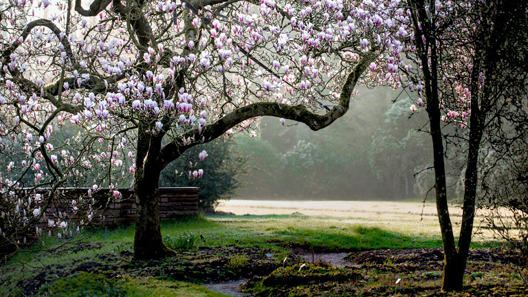 Ein blühender Magnolienbaum
