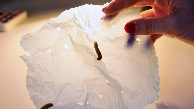 Eine Raupe hat Löcher in Plastik gefressen