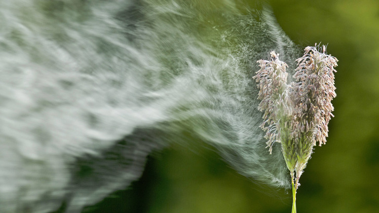 Pollen fliegen aus einem Gras