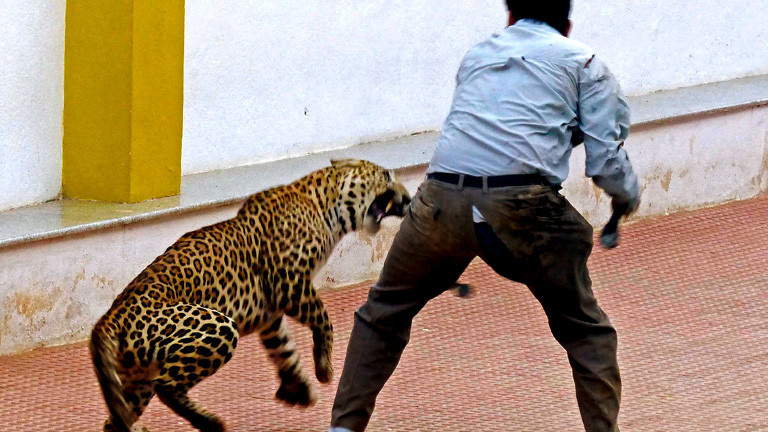Ein streunender Leopard attackiert in Indien einen Mann, der ihn fangen will.