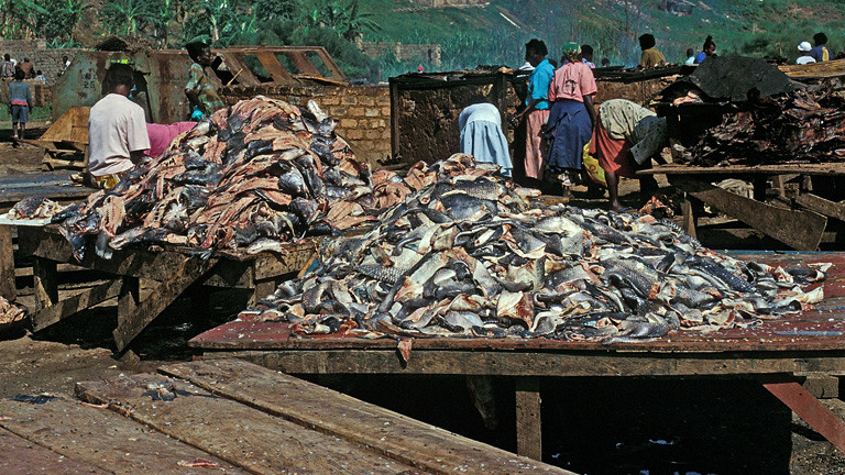 Victoriabarsche am Victoriasee in Uganda
