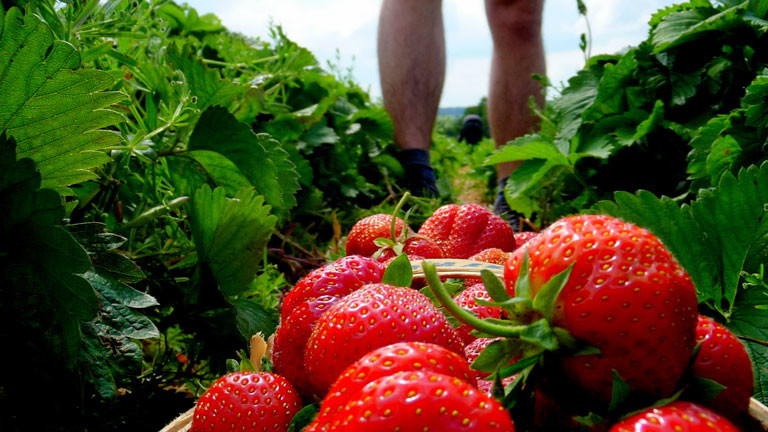Wir könnten lange nicht so viel Obst und Früchte ernten, wenn es keine Bienen gäbe