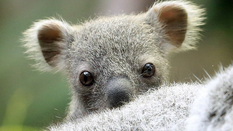 Ein rund sechs Monate alte noch namenlose Koala Baby sitzt am 22.01.2014 im Zoo in Duisburg auf dem Kopf seiner Mutter.