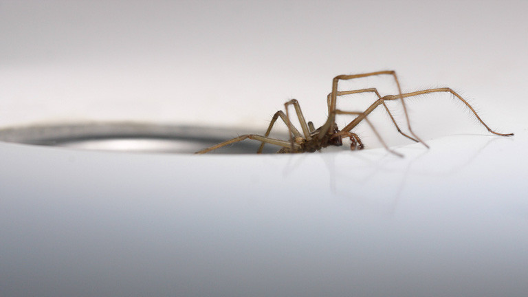 Große Hauswinkelspinne