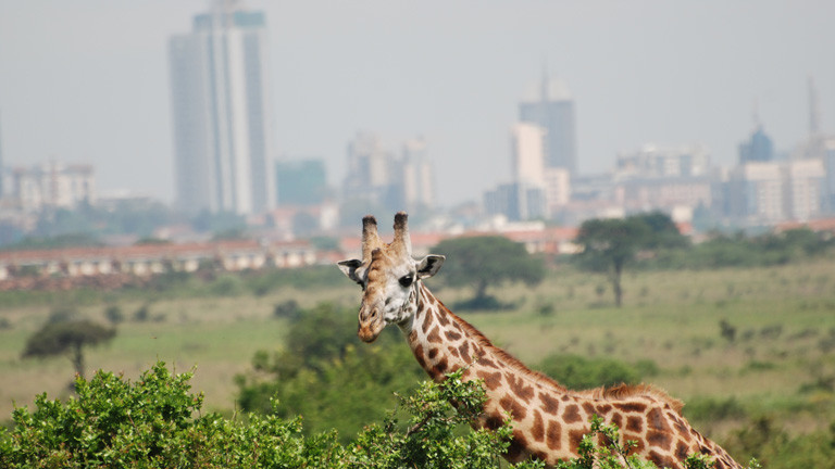 Eine Giraffe ist am 13.12.2015 im Nairobi National Park zu sehen. In den letzten Jahren ist Kenias Hauptstadt Nairobi bis unmittelbar an die Parkgrenzen herangewachsen.