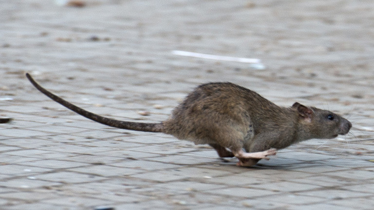 Eine Ratte läuft, aufgeschreckt durch die Aufräumabeiten der Berliner Stadtreinigung (BSR), am 08.04.2014 durch das geräumte Flüchtlingscamp am Oranienplatz in Berlin.