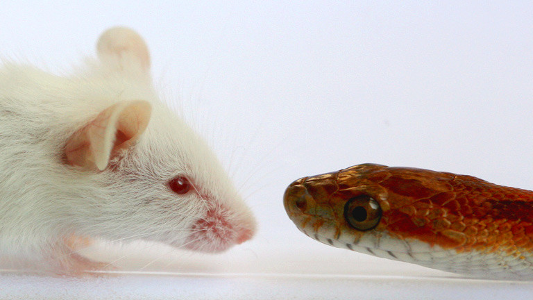 Eine Maus und eine Kornnatter stehen sich gegenüber