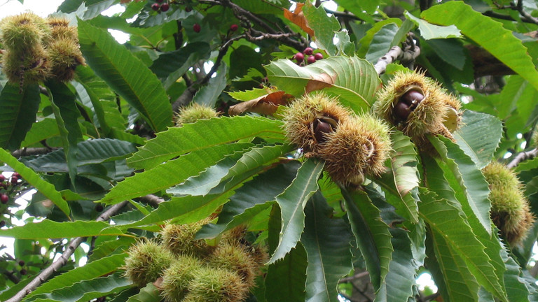 Die Esskastanie ist zum Baum des Jahres 2018 gewählt worden.