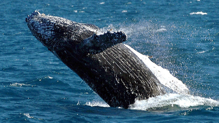 Buckelwal vor der Küste Australiens