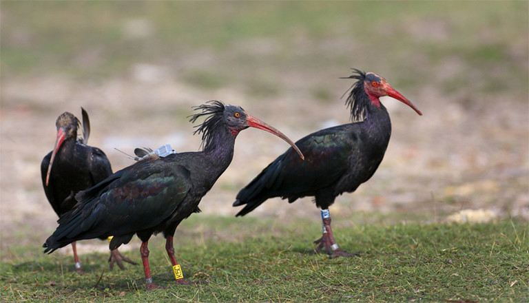 Eine Gruppe von Waldrappen im spanischen Cadiz: Eines der Tiere ist mit einem Sender ausgestattet t