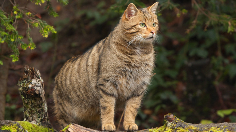 Wildkatze