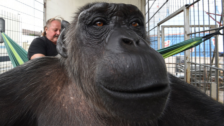 Affe Robby