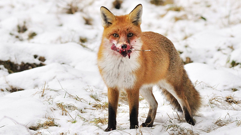 Fuchs hat eine Maus im Maul.