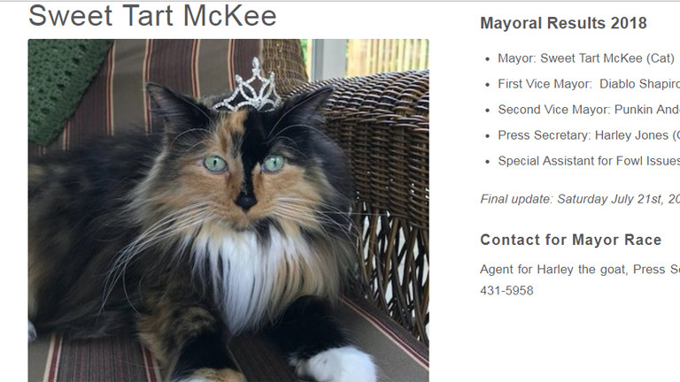 Webseite mit Bild der Katz, die zur Bürgermeisterin von Omena gewählt wurde