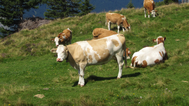 Kühe auf der Alm
