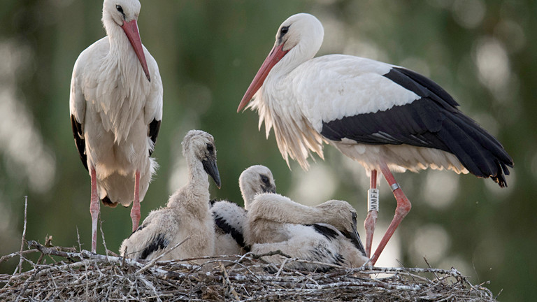 Störche mit ihren Jungen im Nest.