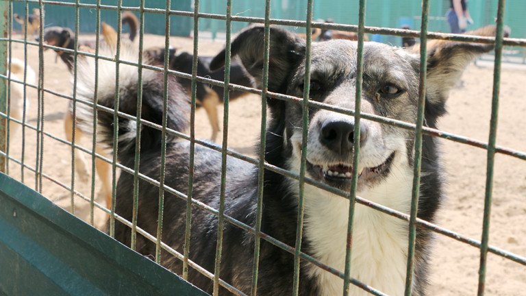 Ein Hund steckt seine Nase durch ein Gitter, wedelt mit dem Schwanz und hechelt
