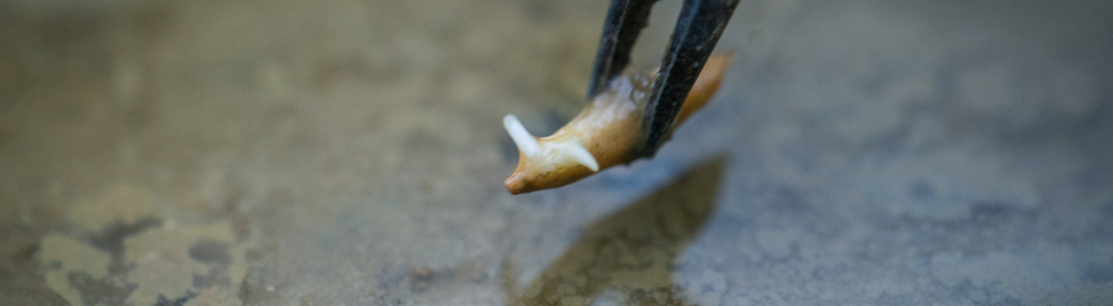 Einmal Mond und zurück: Ein Reiskorn, das mit der chinesischen Sonde Chang’e 5 zum Mond reiste, wird am 26. Februar 2021 in an der South China Agricultural University in Guangzhou eingepflanzt