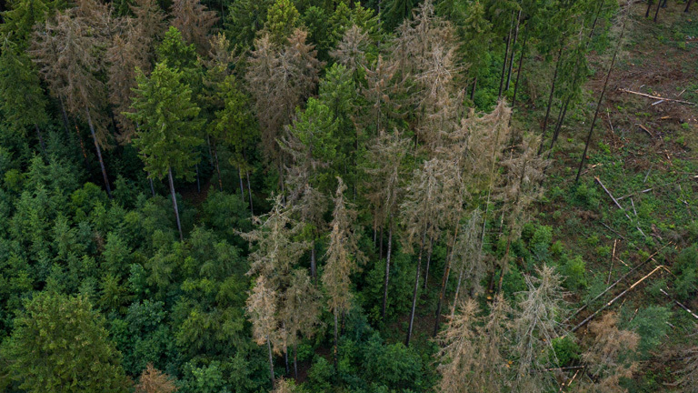 Fichtenwald im Westerwald
