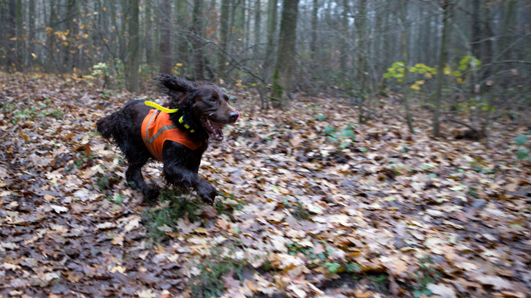Ein Jagdhund läuft mit GPS-Tracker und Warnweste durch den Wald