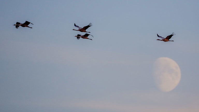 Zugvögel fliegen am Himmel.